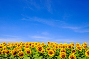 Field of sunflowers with a blue sky