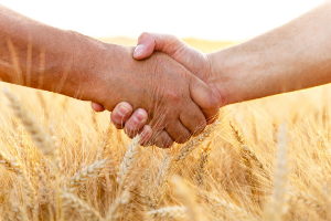 People shaking hands in a wheat field