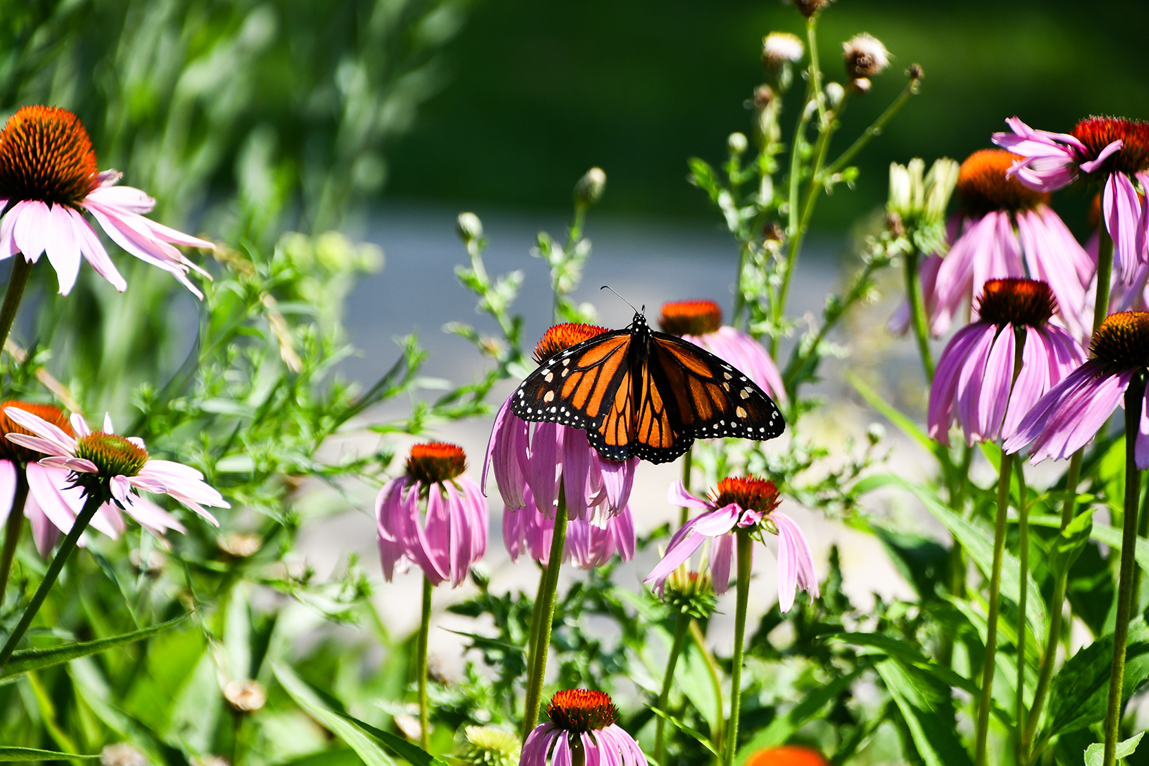 Monarch butterfly on a purple flower in the U of M Crookston Butterfly Garden