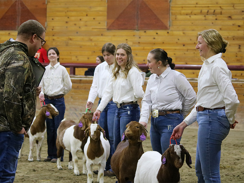 Many students showing goats at Ag Arama in the Charles H Casey Arena