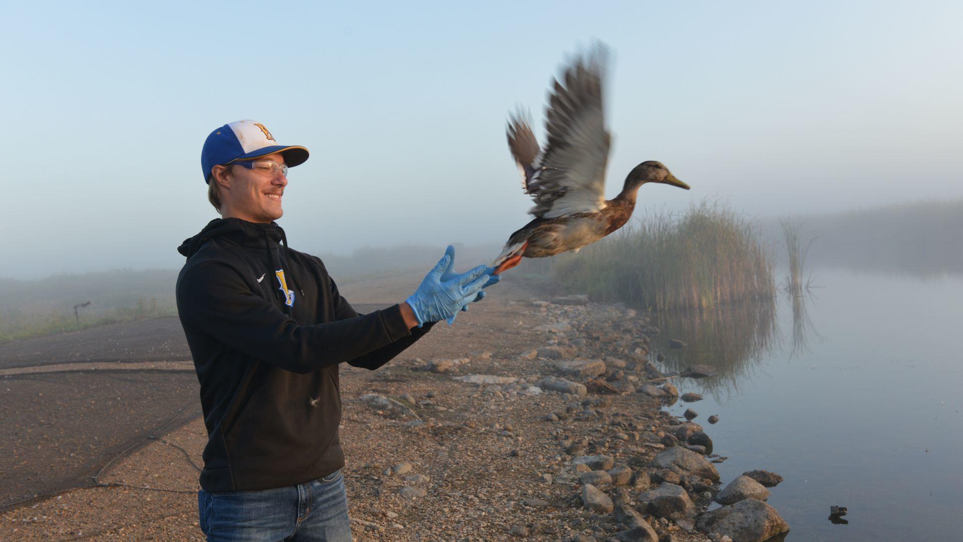 Student releasing a duck he just banded