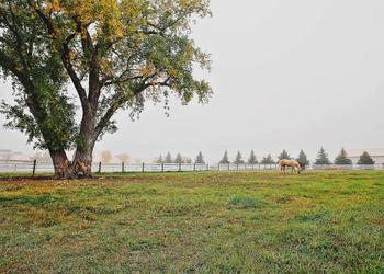 Two horses in the University pasture on a cool fall morning with fog.