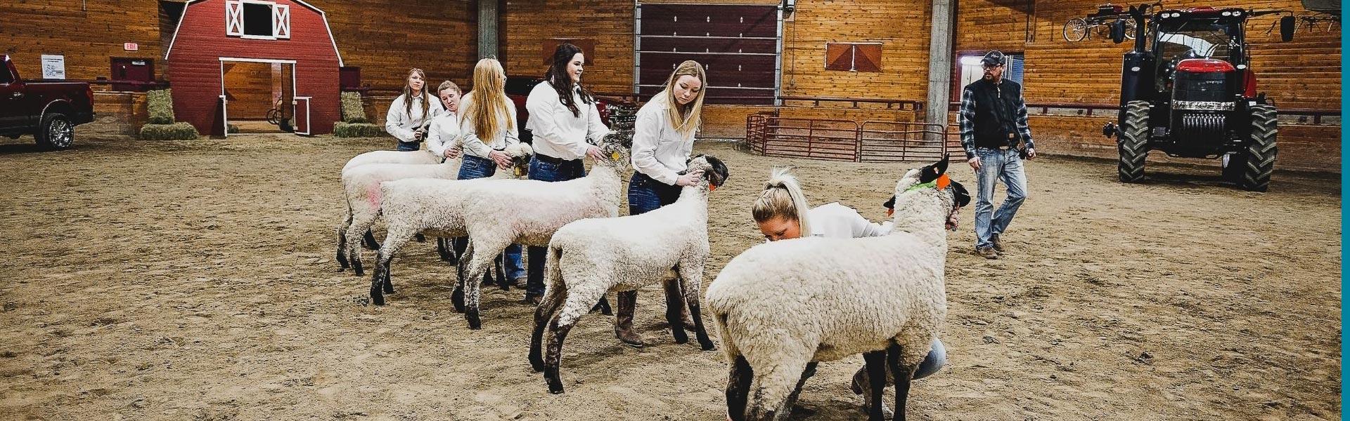 Students showing sheep during Ag-Arama
