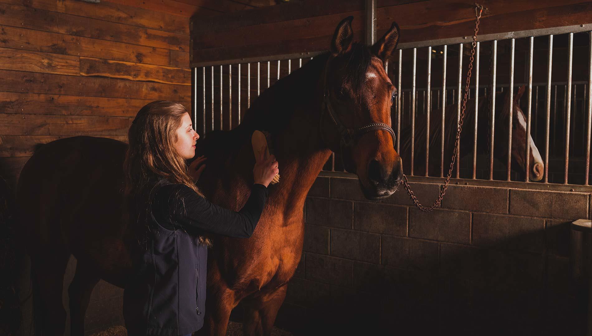A female student brushing a horse