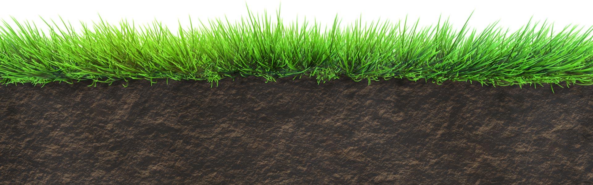 Cutaway of grass and soil