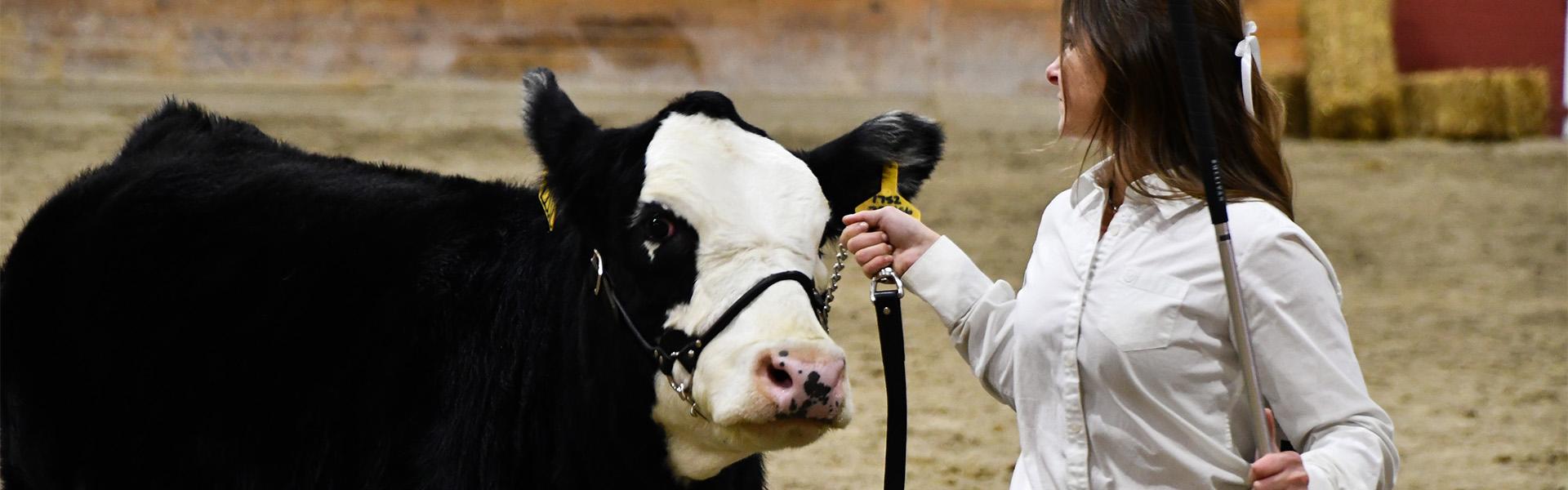 Female student showing a black and white cow during Ag Arama in the Charles H Casey Arena