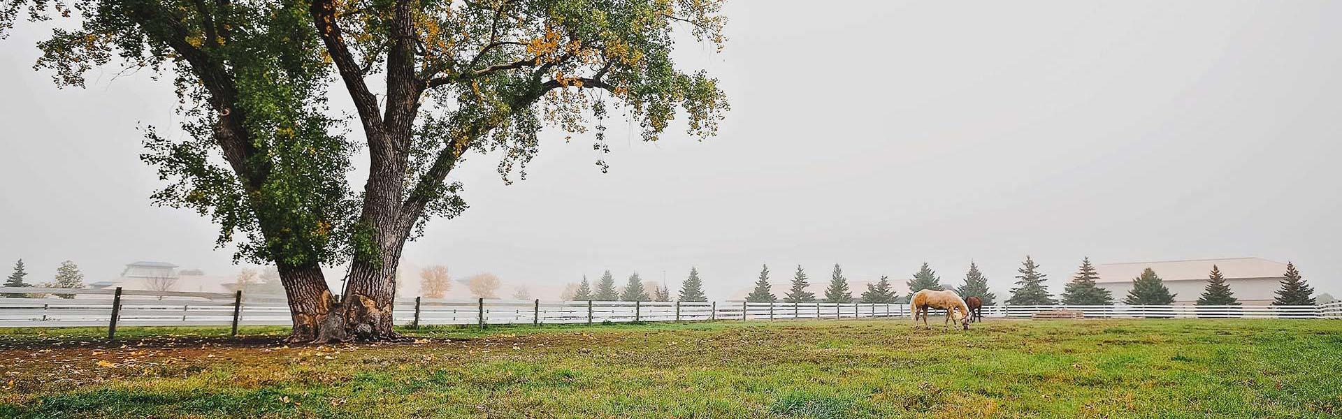 Two horses in the University pasture on a cool fall morning with fog.