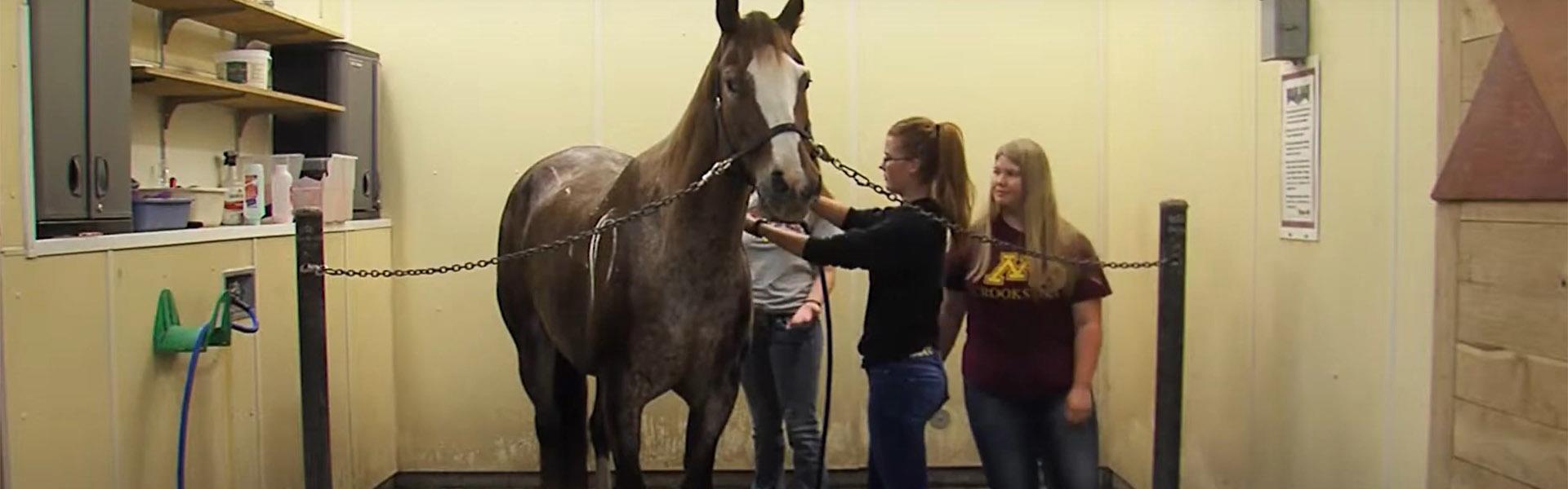 Equine students giving a horse a bath