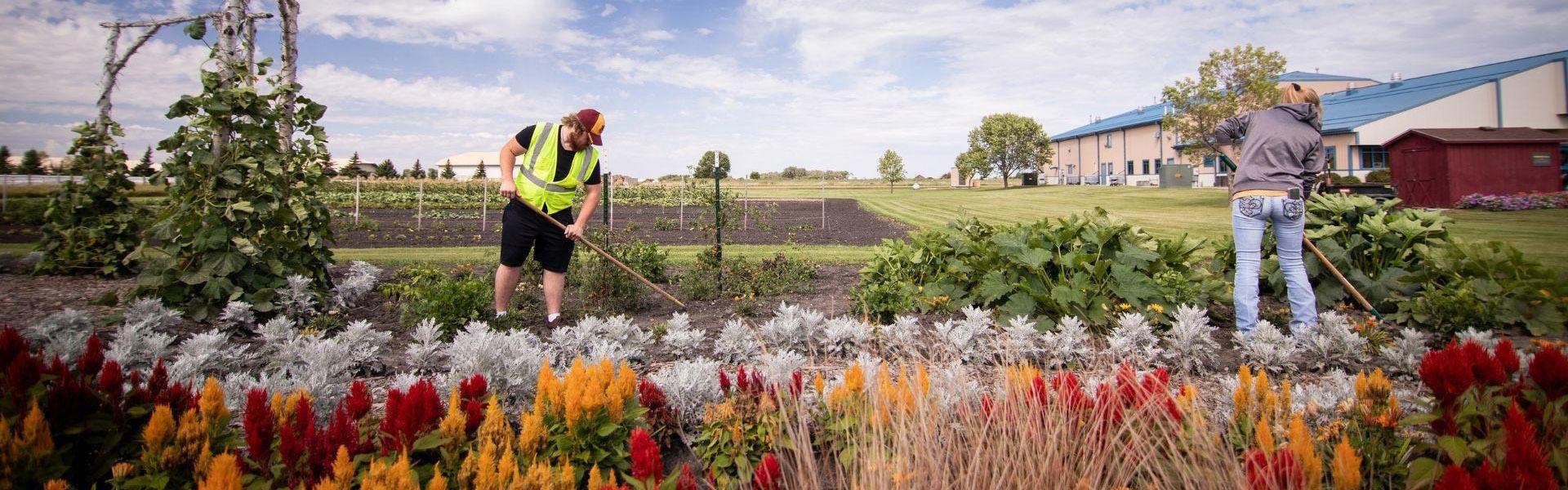 A student and staff member working in the beautiful Allen and Freda Pedersen Garden