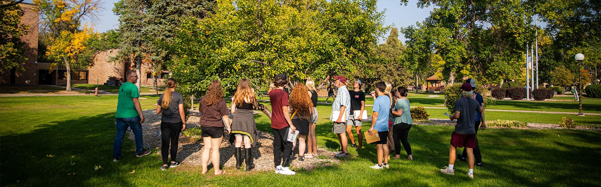 Natural Resources students and professor inspecting a tree on the Campus Mall