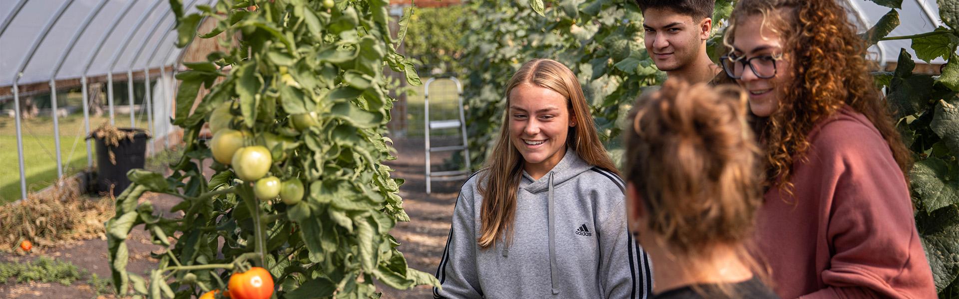 Three students walking with a professor in the high tunnels looking at produce