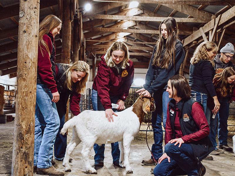 Students petting a goat in the UMC Barn area