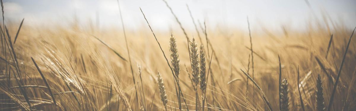 mature golden wheat field on a summer day