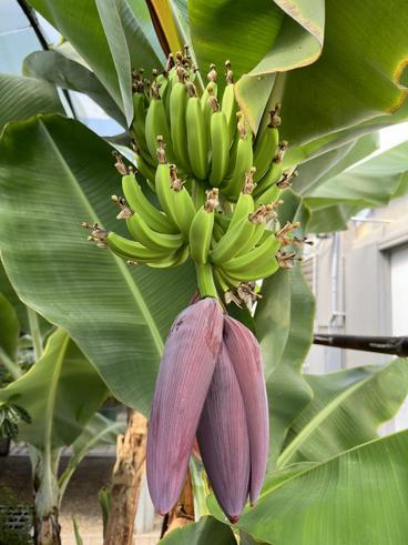 Bananas growing on the banana tree in the greenhouse at U of M Crookston