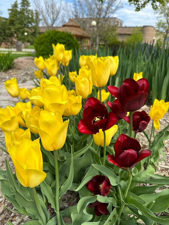 Maroon and Gold tulips growing on the Campus Mall during the summer