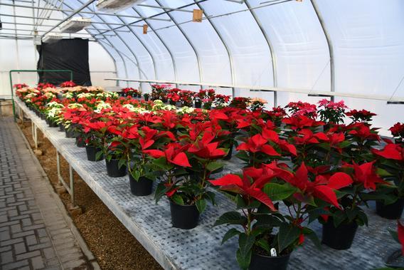 Production Greenhouse with tables full of bright red poinsettias