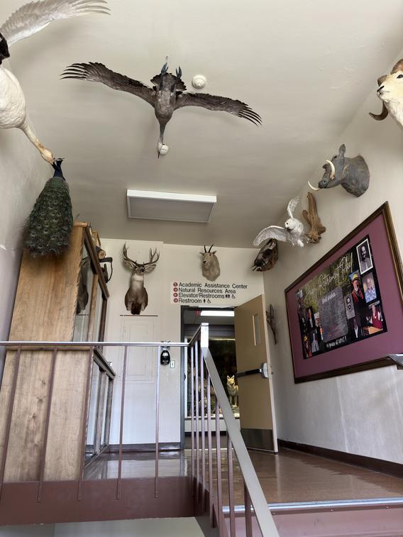 Several wild animal and bird taxidermy displays in Owen Hall 2nd Floor Stairway