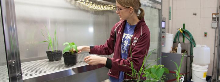 Female student placing green plants in growth chambers in Bergland Laboratory