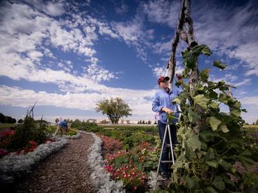 Students working in the campus garden