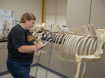 Female student writing on a clipboard looking at a horse skeleton in a lab