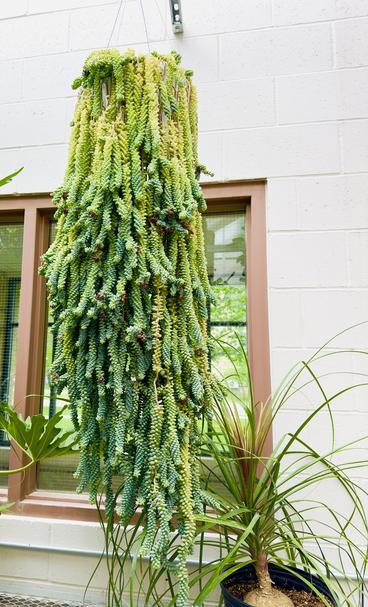 Green hanging plant in Bergland Greenhouse