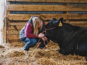 Student in the barn with a cattle