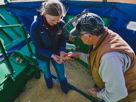 A student and faculty member in a hopper of a wheat combine looking at the wheat more closely