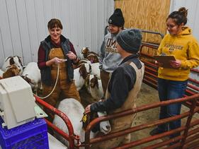 Students and faculty learning how to give goat ultrasounds