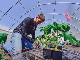 Student working in a greenhouse planting seeds