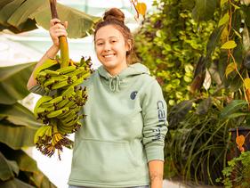 Student holding bananas from the U of M Crookston banana tree