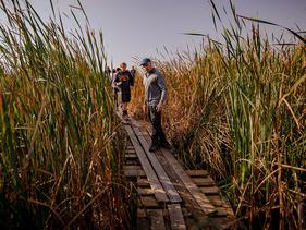 Students and a professor walking down wooden planks to a pond to take water samples
